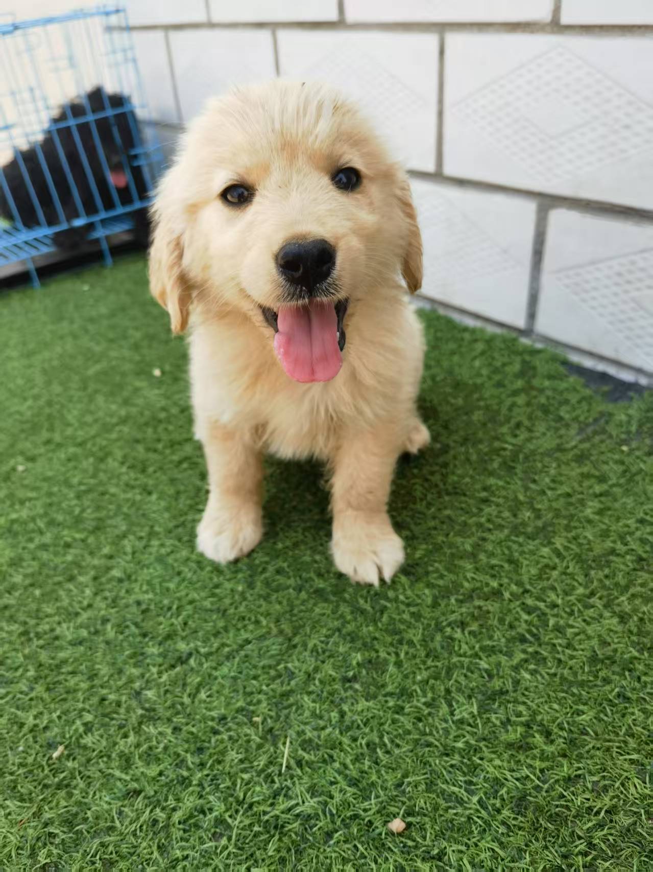 金毛家庭陪伴犬